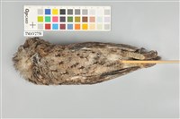 藏品(領角鴞)的圖片